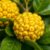 Ugli fruit – zdrowe właściwości i przeciwwskazania do spożycia